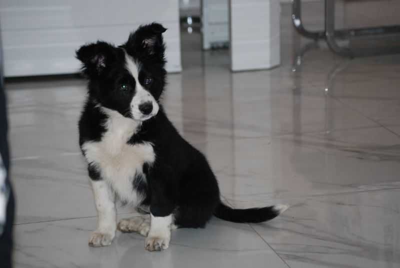 Pies  Border Collie czarno-biała
