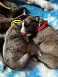 Whippet chart angielski ZKwP/FCI