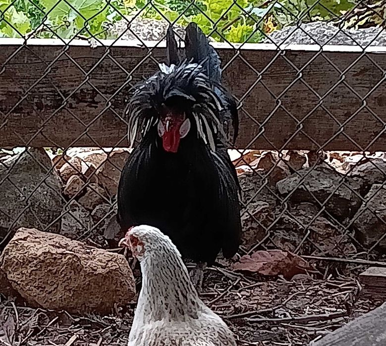 Galos e galinhas Poloneses