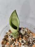 Sansevieria Moonshine variegata