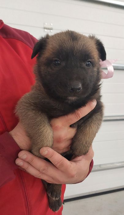 Owczarek Belgijski Malinois szczeniaki