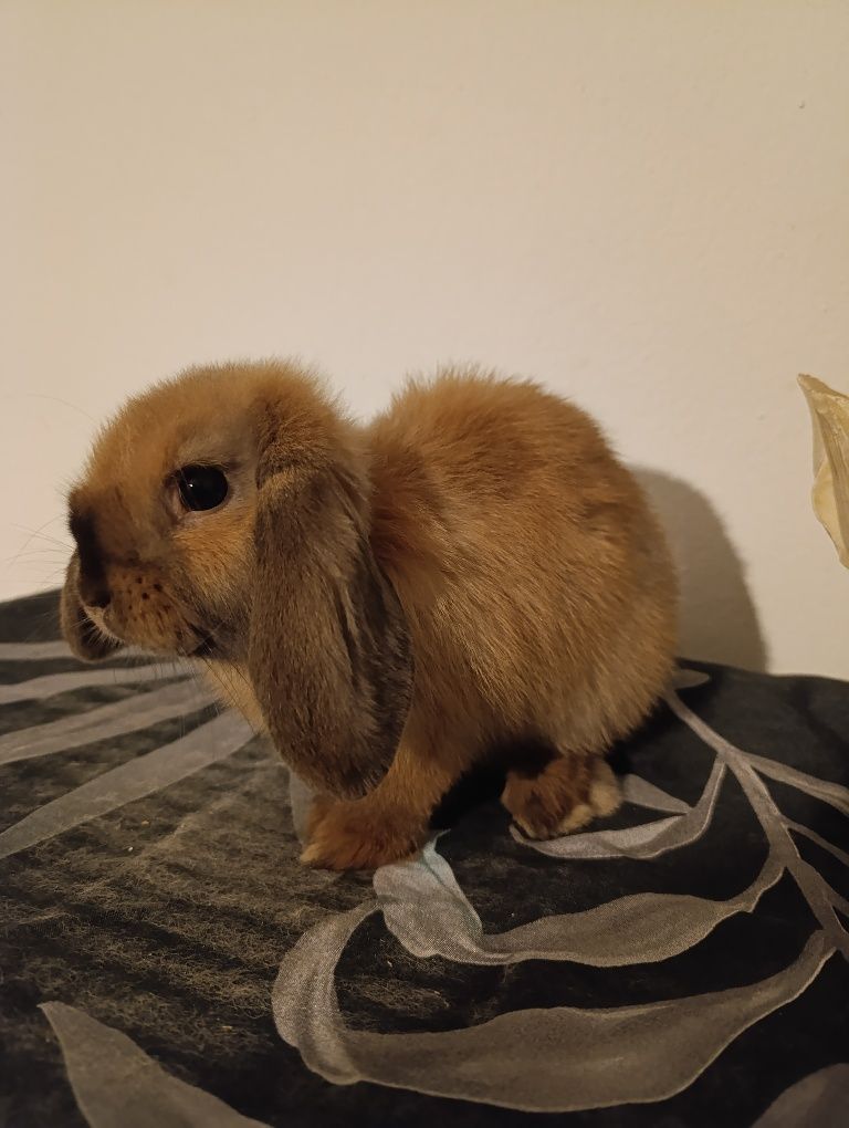 Mini Lop Baranek miniaturowy