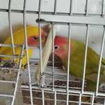 Casal certinho a criar