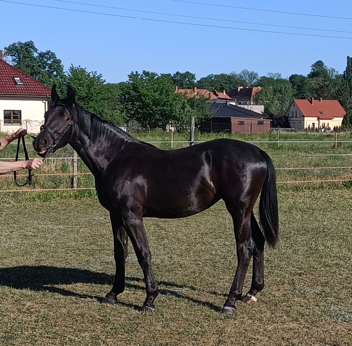 Klaczka Śląska 14 miesięcy