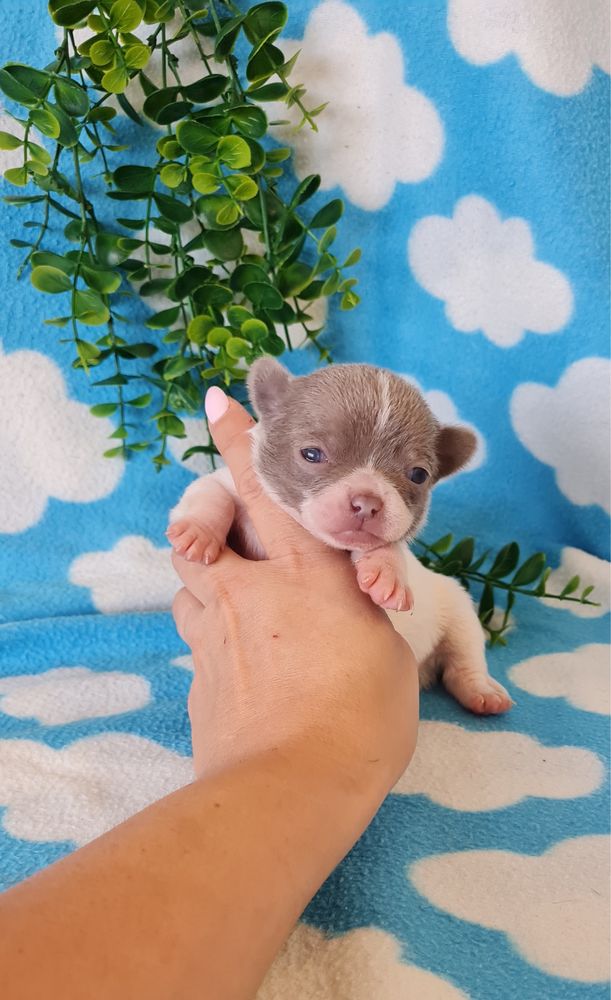 Excecional Chihuahua/chihuahua de Qualidade