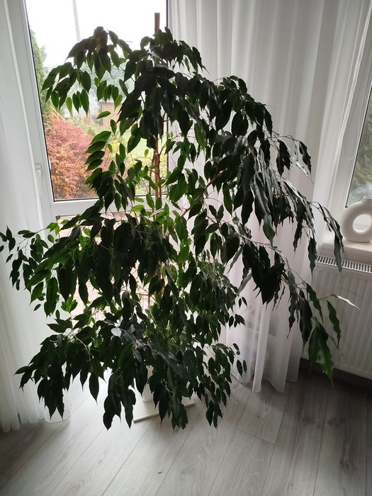 Roślina doniczkowa Fikus Benjamin