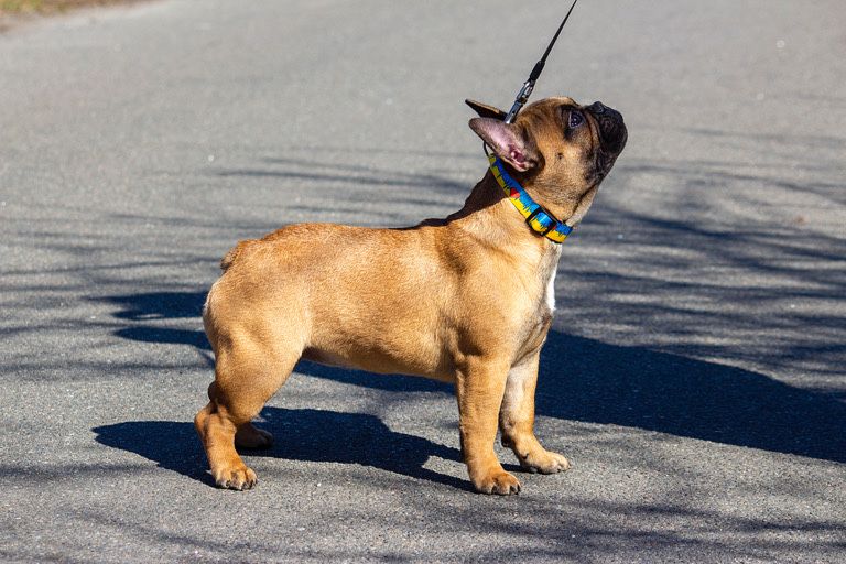 Супер!!! Французький бульдог, дівчинка, КСУ, 7 місяців