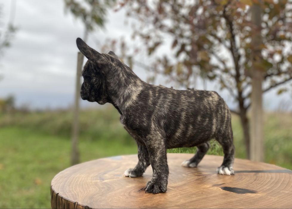 Французькі дівчатка