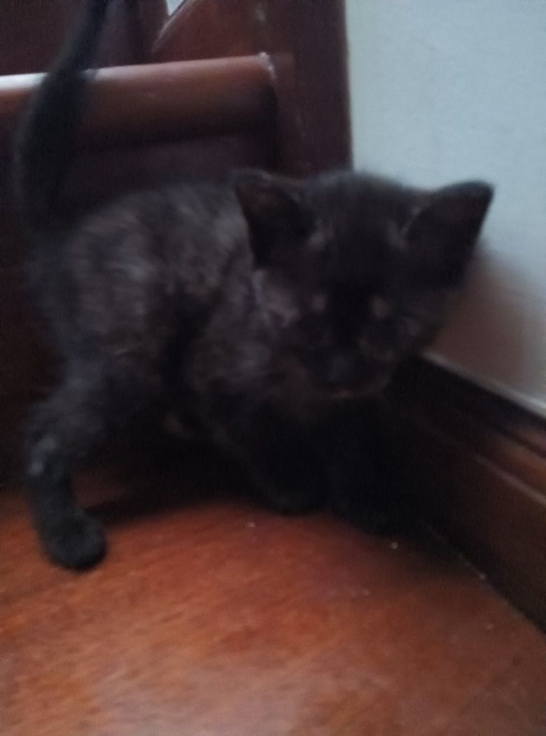 3 meses Gatinhos para oferecer bem estimados bonitos