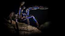 Samica Chilobrachys sp. electric blue