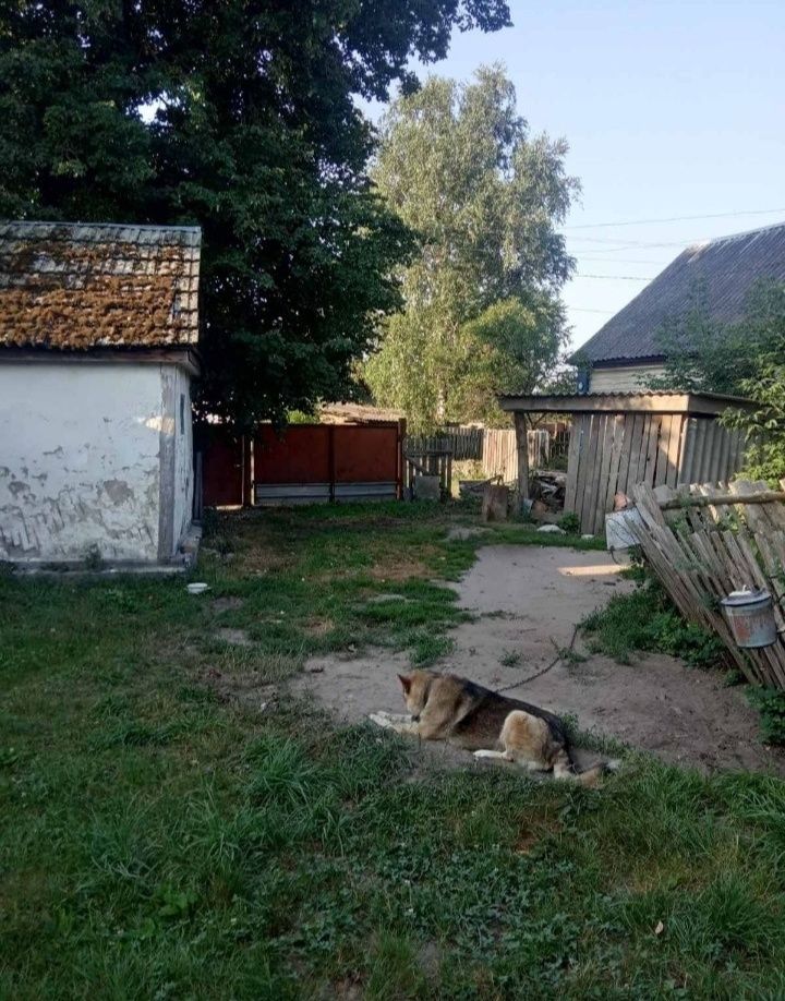 Продам будинок в селі Левків