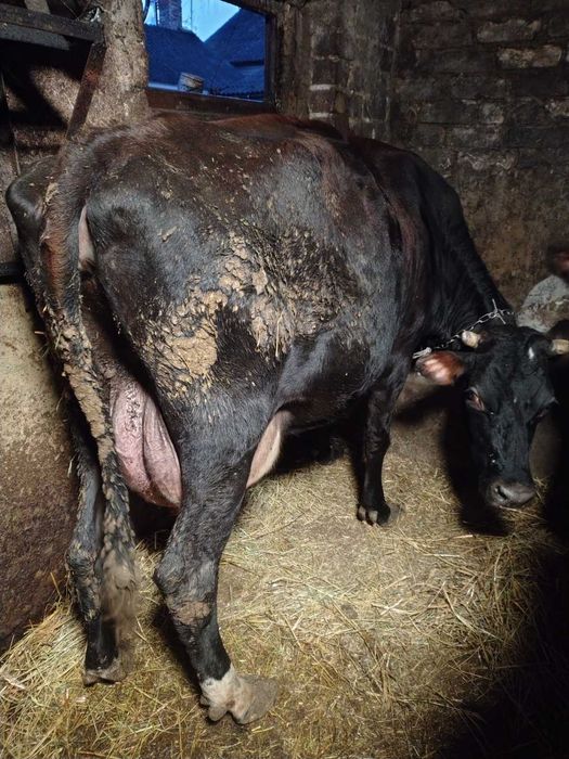 Продам корову порода Джерс 75 %