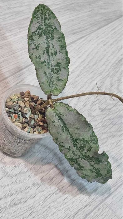 Hoya Undulata Silver