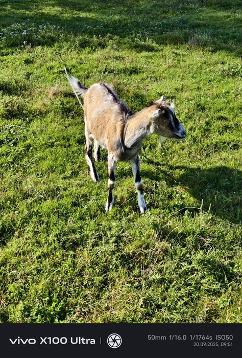 Продам козичок дорослих