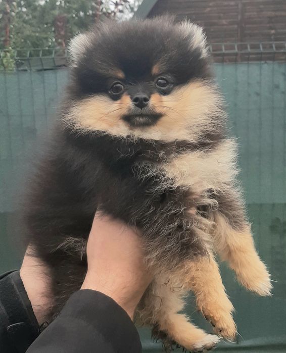ONA szpic miniaturowy pomeranian