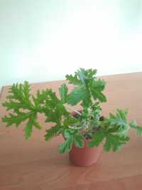 anginka kwiatek geranium  2 sztuki