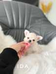 Chihuahua dlugowlosa MINI dziewczynka zkwp/fci