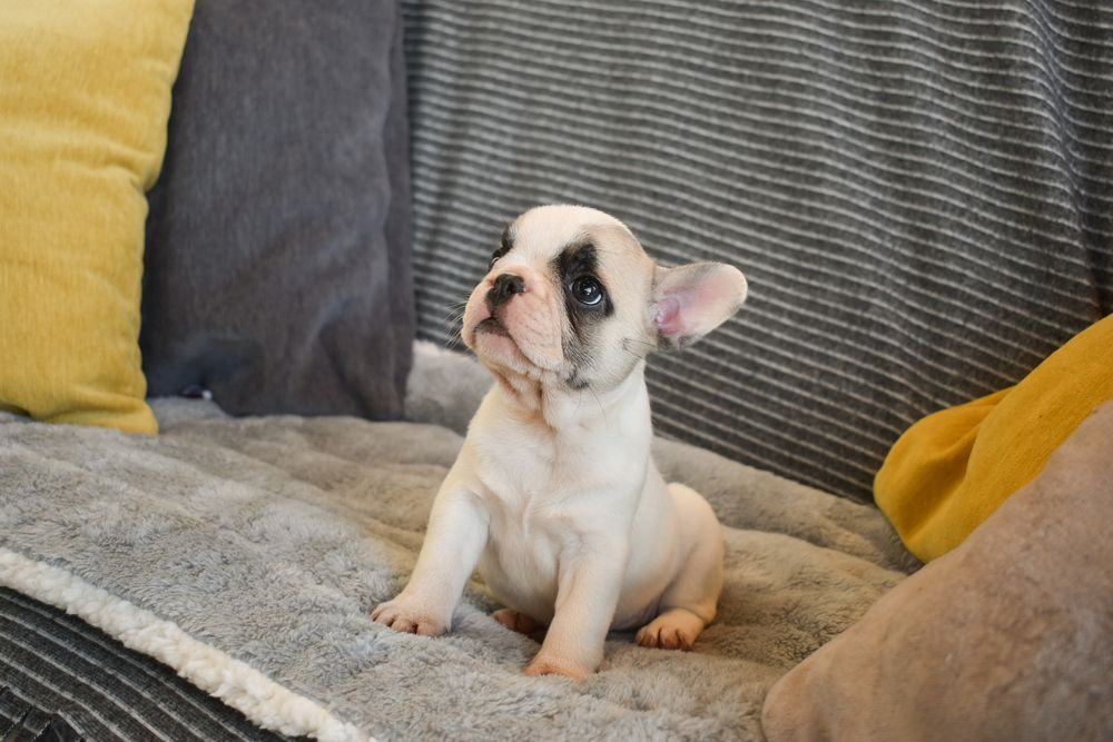 Buldogue Francês fêmea disponível