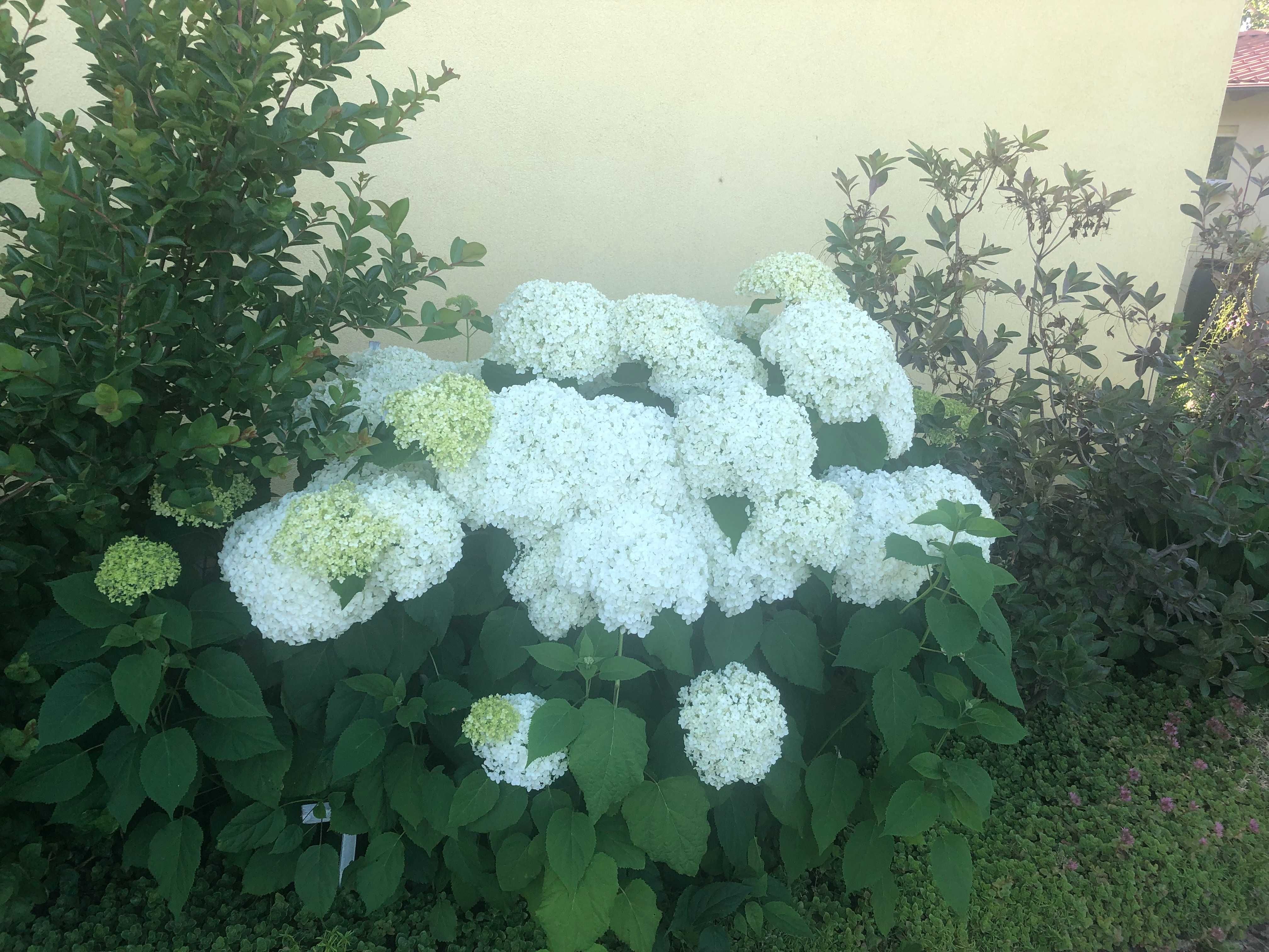 Krzewiasta Anabell nadwyżki z ogrodu 5 szt