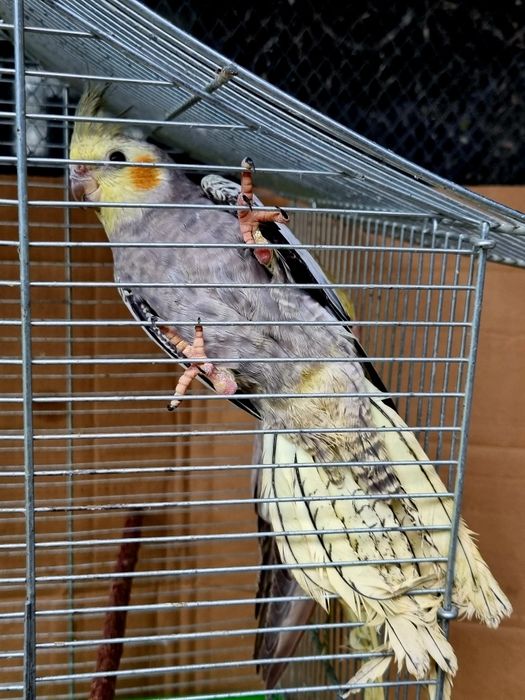 Papugi Nimfy Piękne