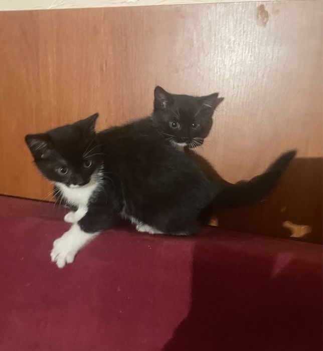 Відам котиків в добрі руки (котикам 2 міс)