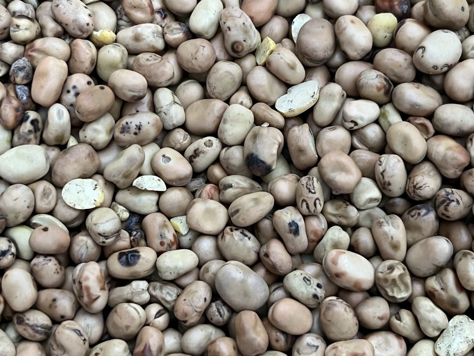 Bobik czyszczony ladny