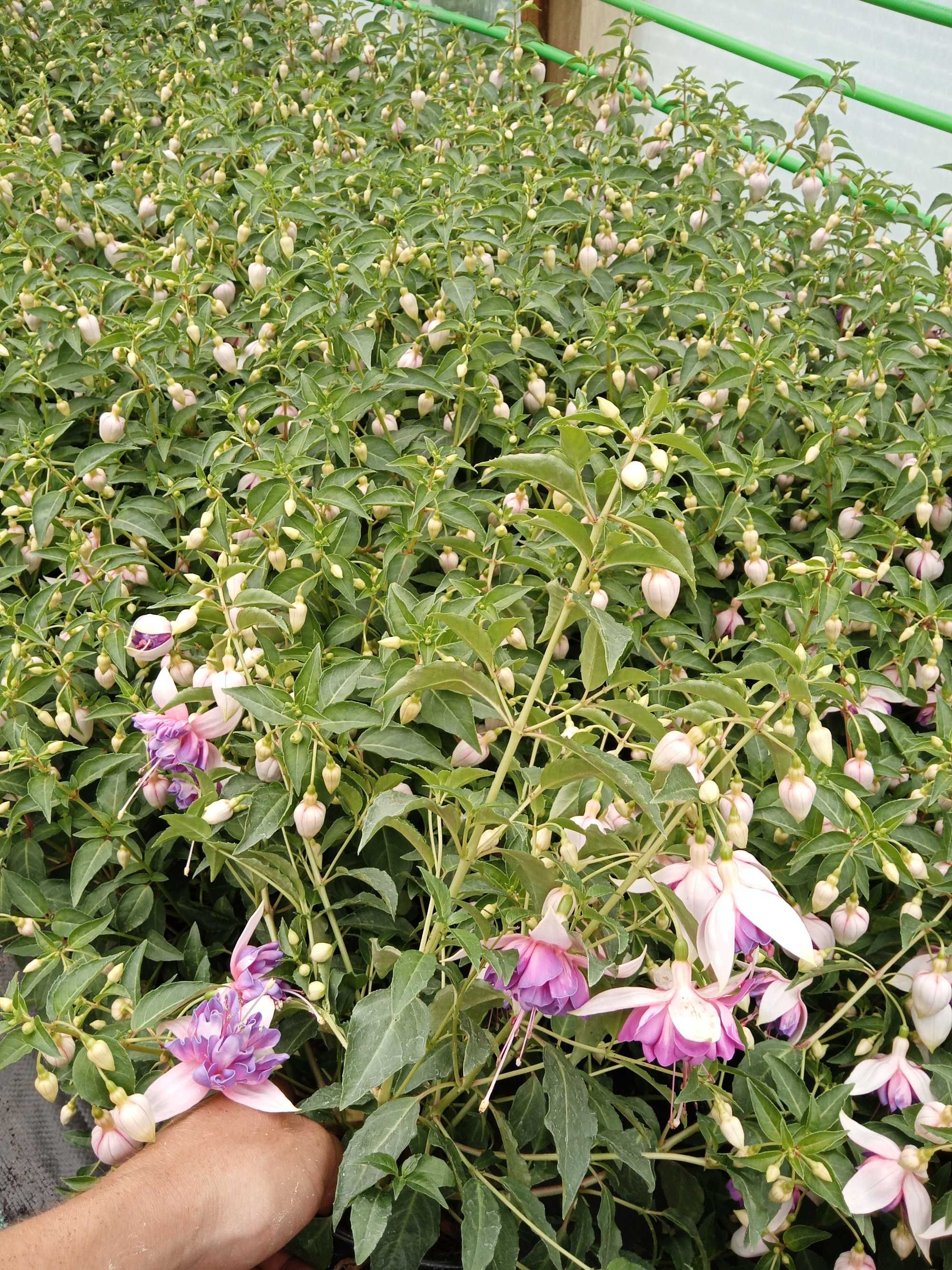 Kwiaty doniczkowe balkonowe petunia surfinia pelargonia fuchsia