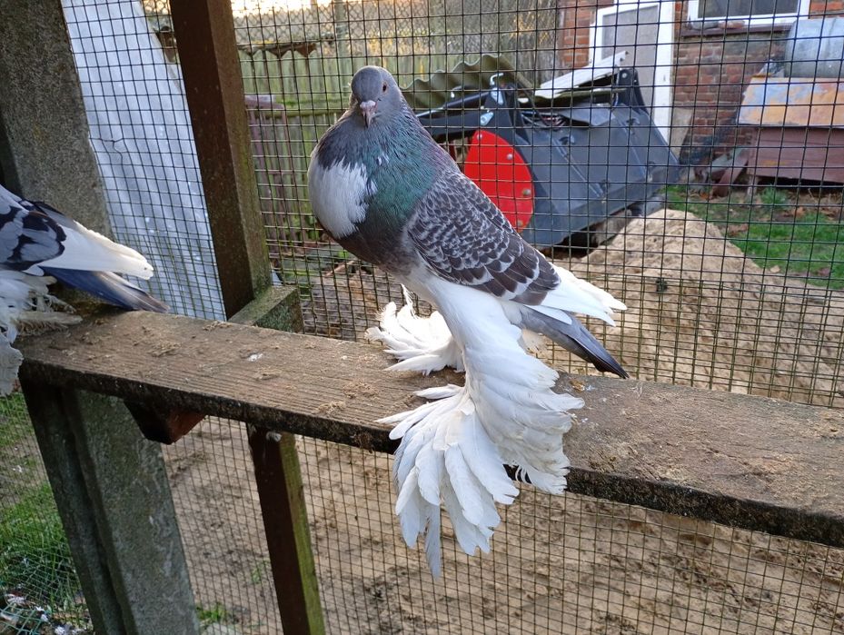 Garłacz, garłacze pomorskie