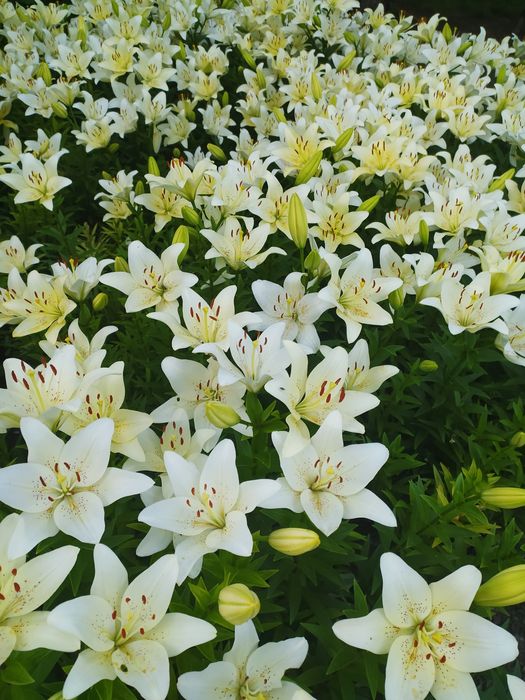 Луковицы лилии, лилия