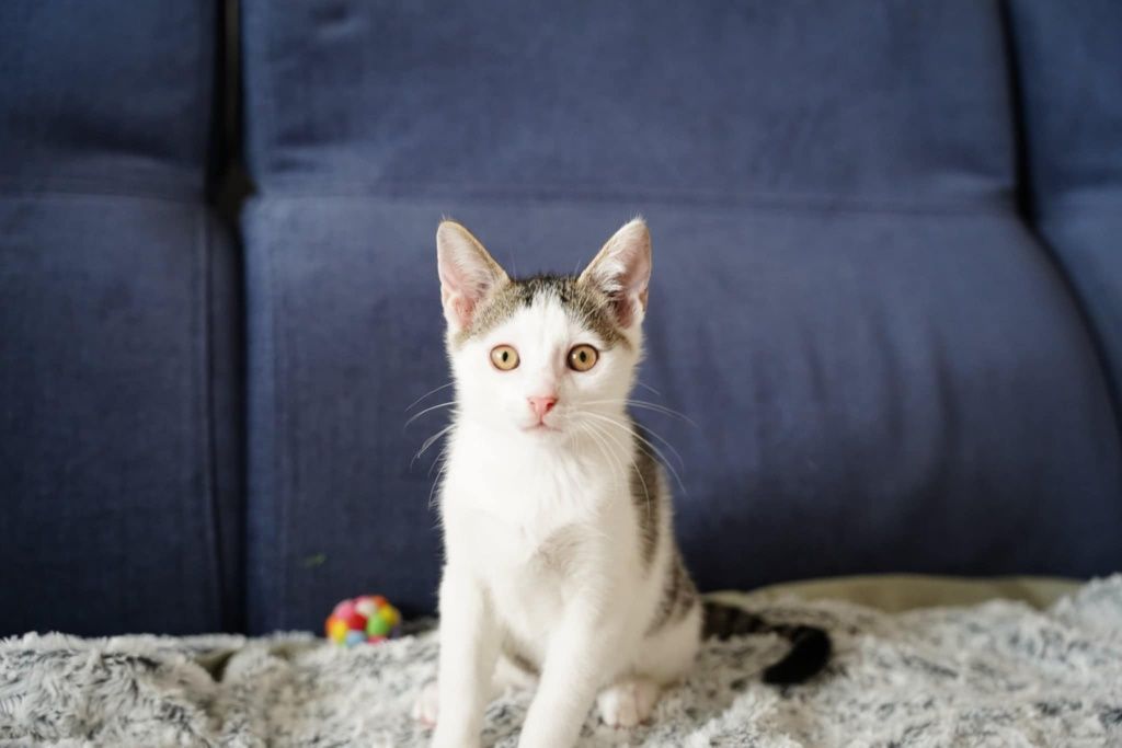 Kotek kocur kocurek do adopcji - Bobiś
