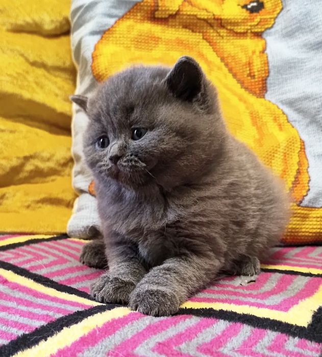 Шотландський плюшевий хлопчик. Котёнок.  Кошенята