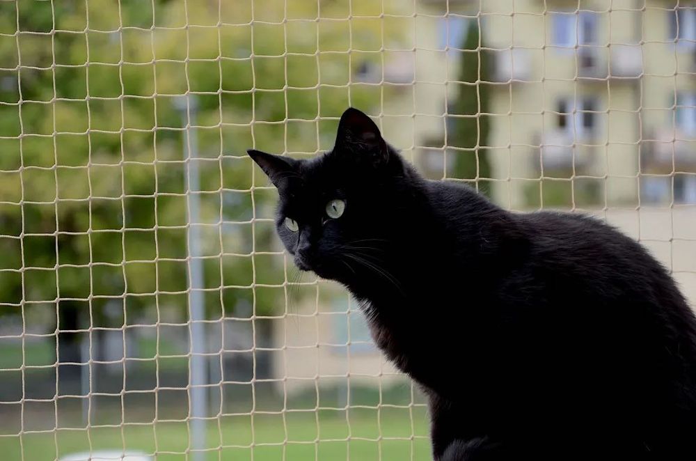 Zestaw Siatka Na Balkon Dla Kota 6x3 Bez Wiercenia