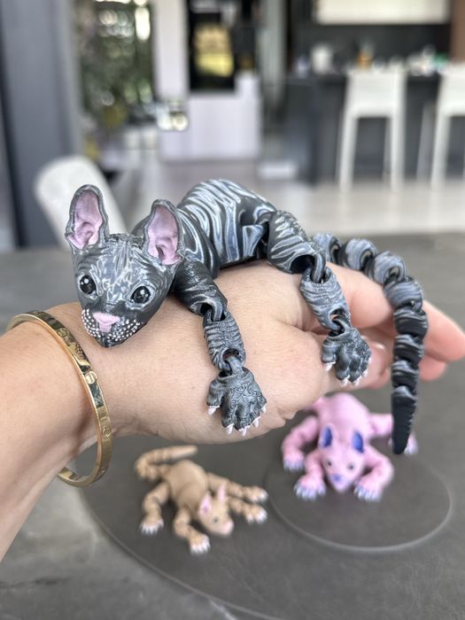 Grafitowy kot sfinks – wyjątkowy, pełen charakteru