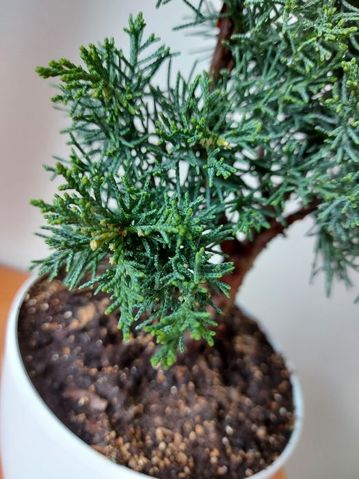 Бонсай ялівець (можжевельник) Шимпаку