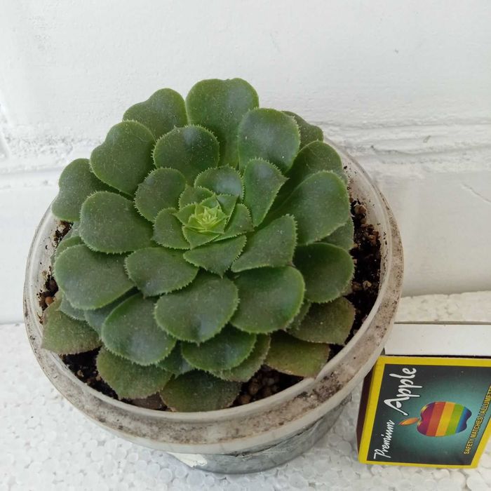 Еоніуми та   інші сукуленти.