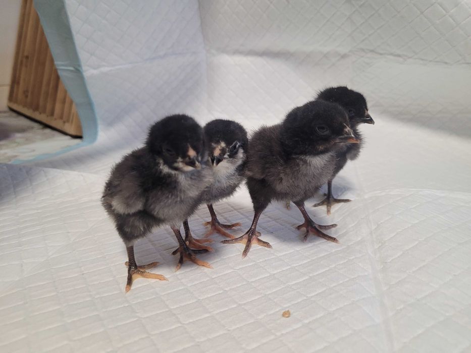 Pisklaki marans fawerola silka Lakenfelder