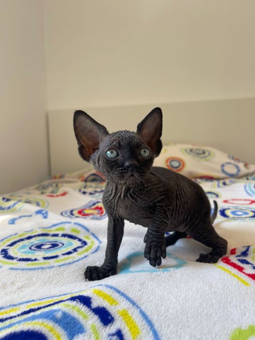 Sphynx macho disponivel