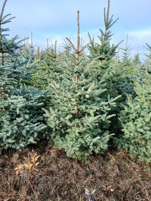 Świerki srebrne kłujące i pospolite - doniczkowe i ciete! Hurt i detal