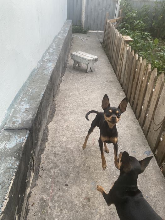 Вʼязка той терєр