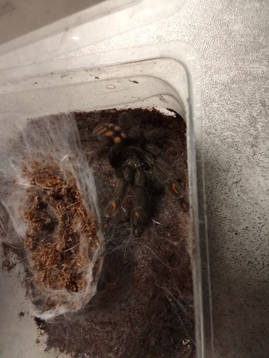 Psalmopoeus irminia samica Gruby Kocur