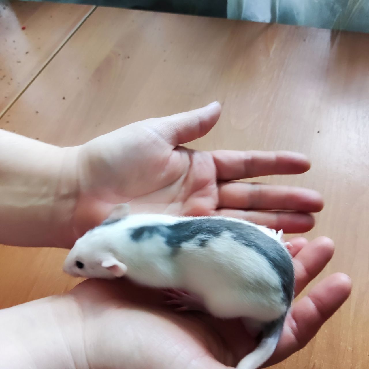Крысята 1,5 месяца