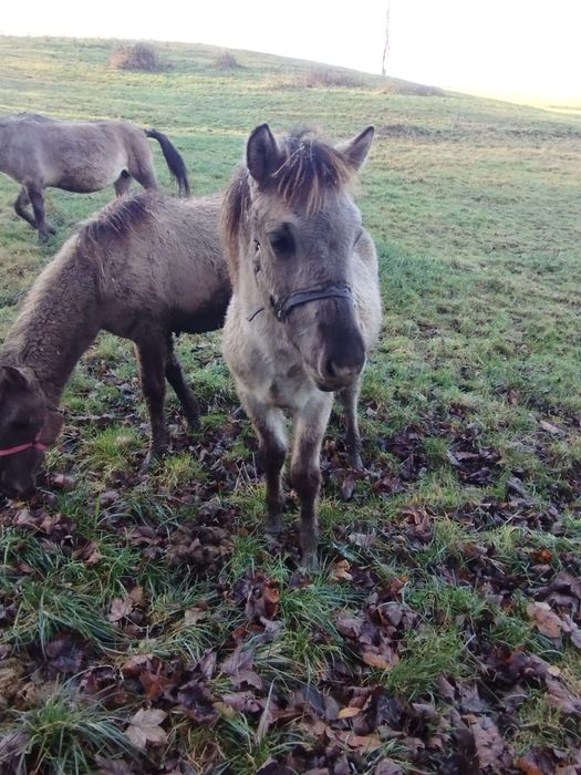 Koniki polskie odsadki