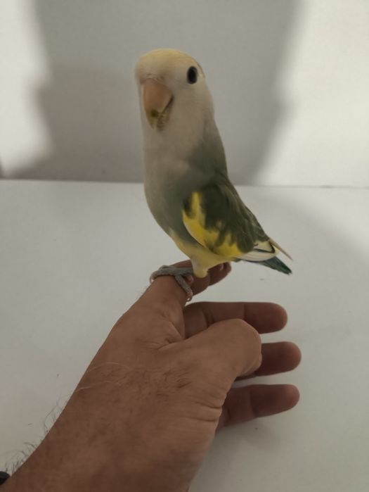 Rosicollers criados a mão