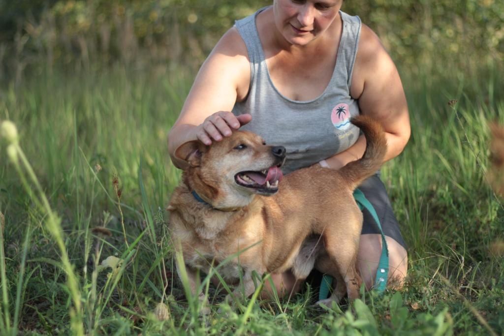 Przyjacielski, wesoły psiak na tropie domu