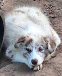 Piesek Border Collie Red Merle ZKWP/FCI