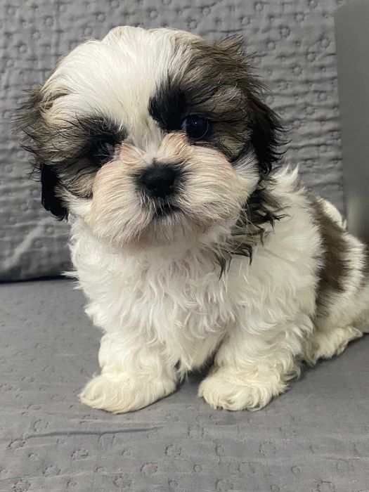 Szczeniak shih-tzu piesek Laki
