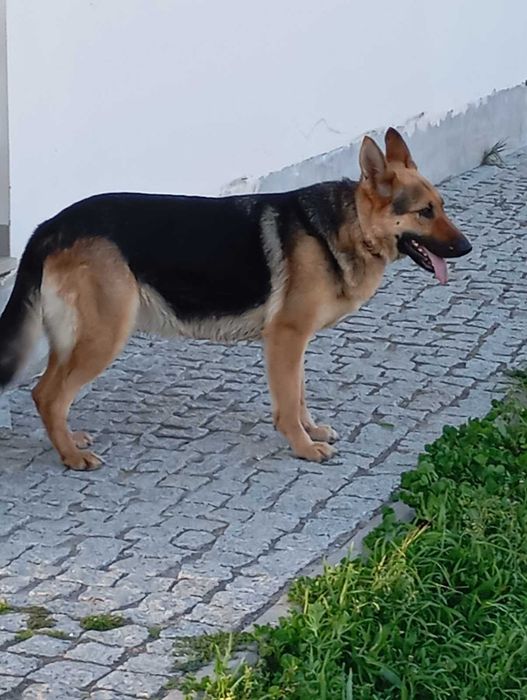 Pastora Alemã para adopção responsável.