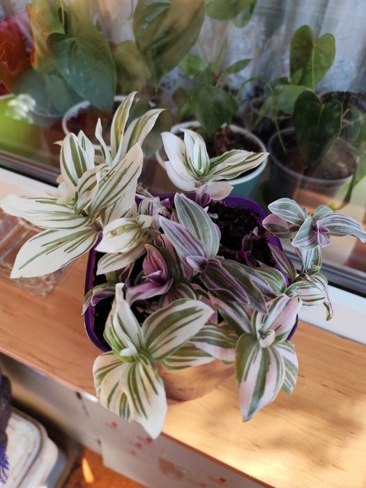 Традесканция (ассорти из трёх видов)