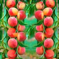 Саджанці колоновидного персика / Колоновидный персик. (Розница, Опт)
