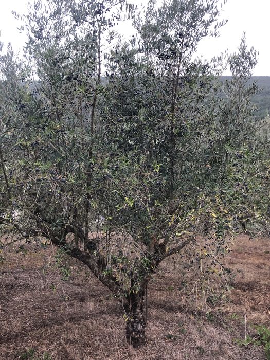 Vendo oliveiras galegas
